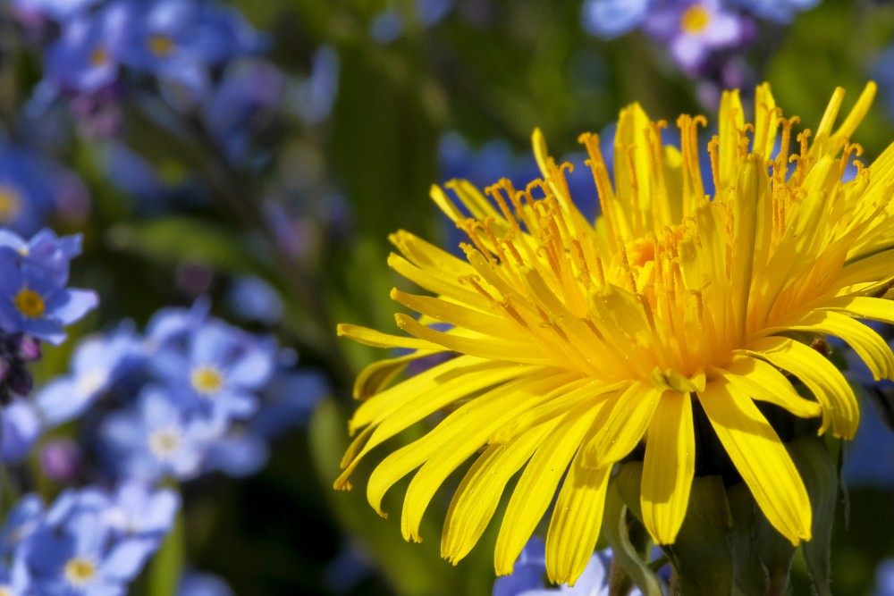 Pienenes zieda tuvplāns uz neaizmirstulīšu fona