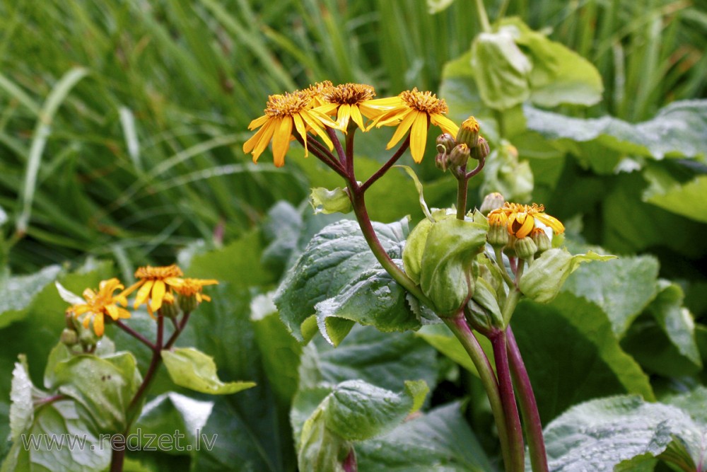 Zobainā ligulārija  (Ligularia dentata)