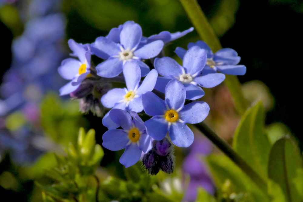 Wood forget-me-not, or Woodland forget-me-not