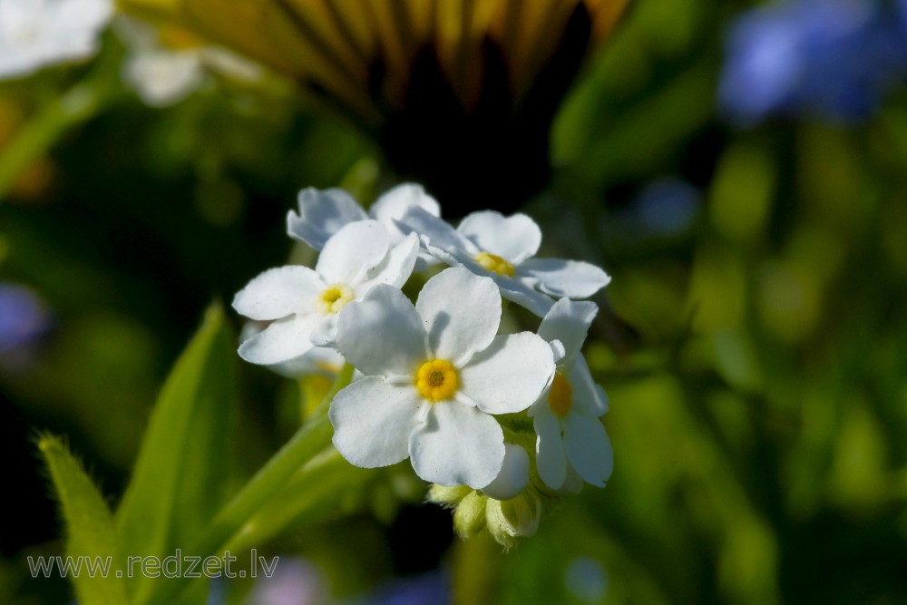 White Wood forget-me-not