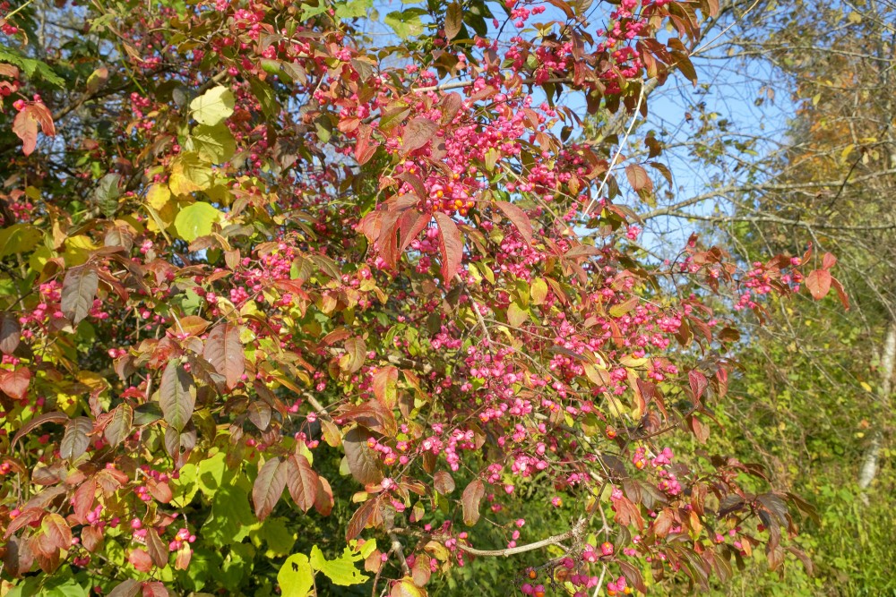 Eiropas segliņš Eiropas segliņš