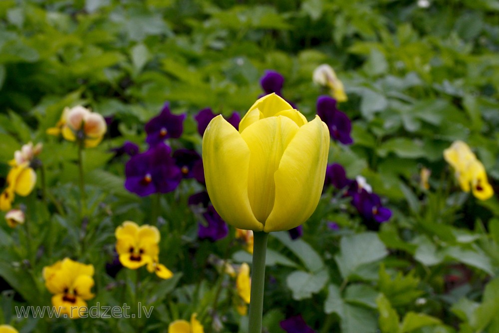 Yellow Tulips Flower