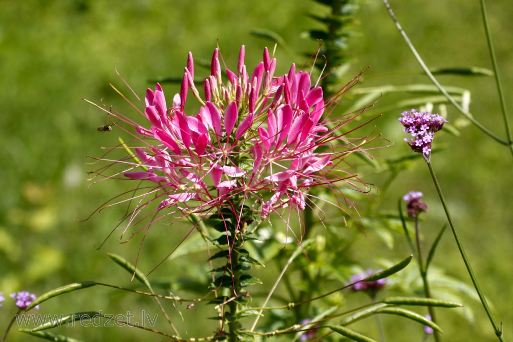 Dzeloņainā kleome (Cleome spinosa)