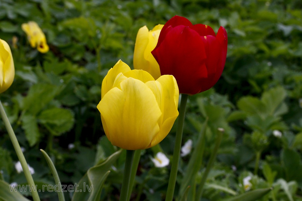 Yellow and Red Tulips Flowers