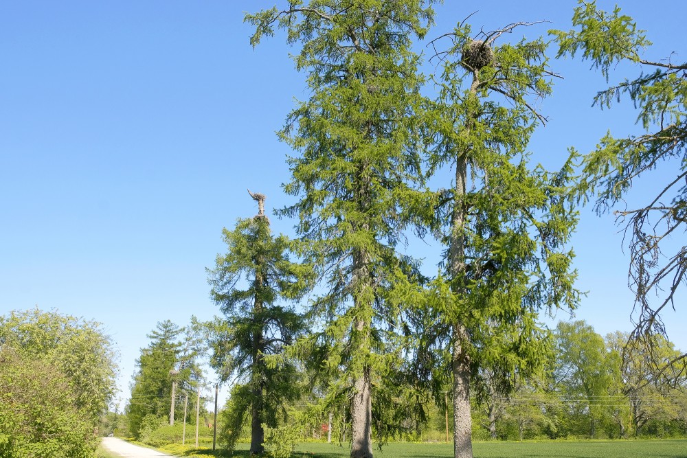 Stork Nests in Larches
