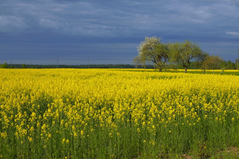 Rapša lauks un ziedošas ābeles Rapša lauks un ziedošas ābeles