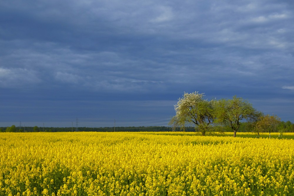 Ziedošs rapša lauks uz tumšu debess fona