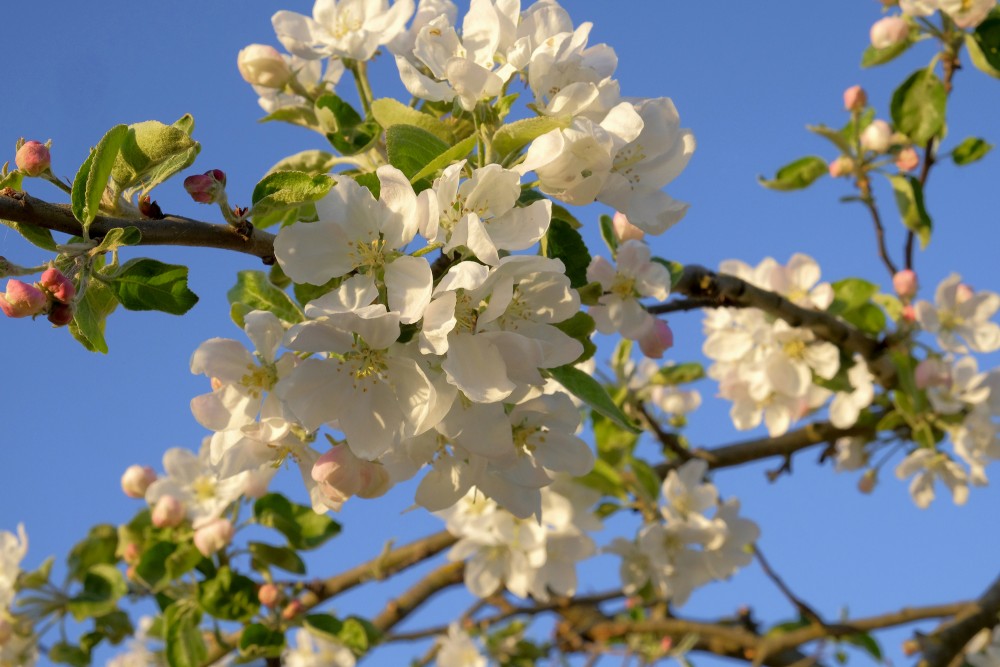 Flowering Apple Tree