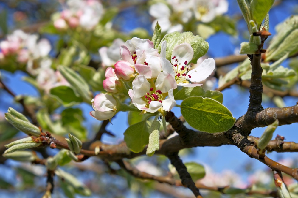 Close up of Apple Tree Flowers