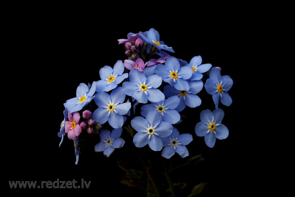Wood forget-me-not on a Black Background