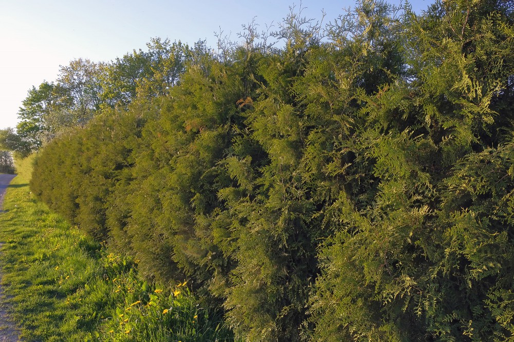 Tūju dzīvžogs Tūju dzīvžogs