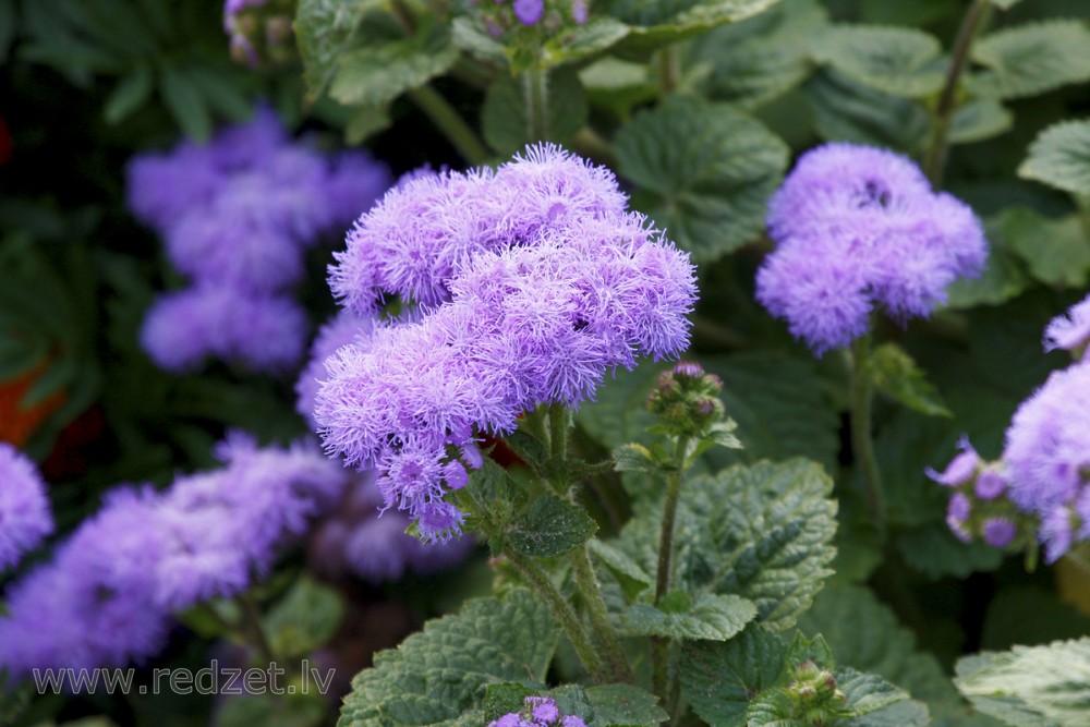 Meksikas agerāti (Ageratum houstonianum) 