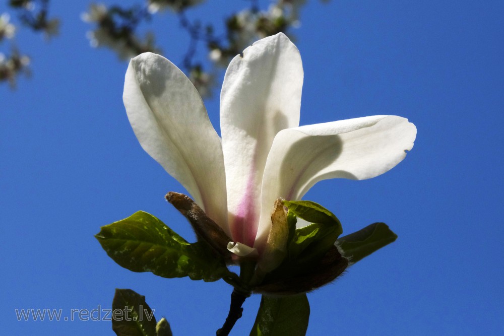 Mokryeon or Kobus Magnolia Flower