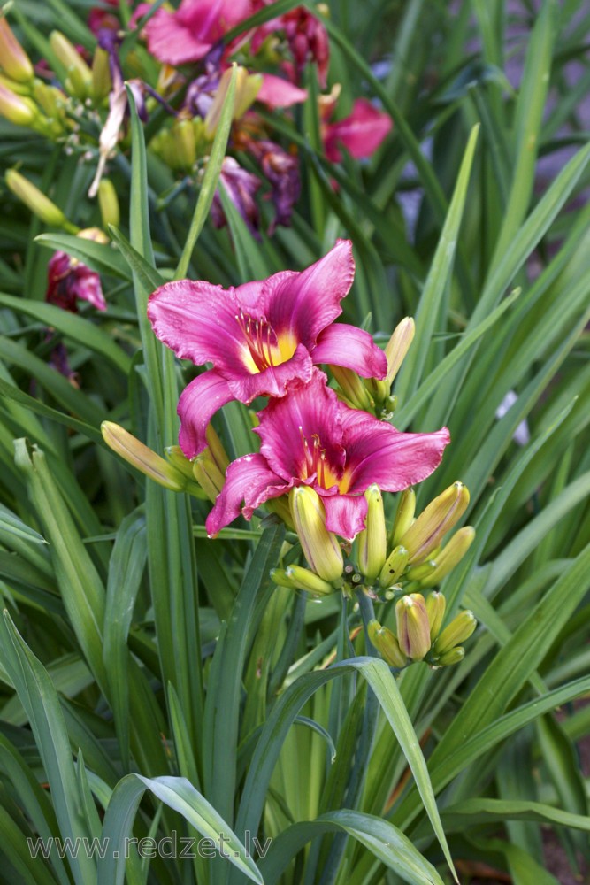 Dienziede jeb dienlilija (Hemerocallis)