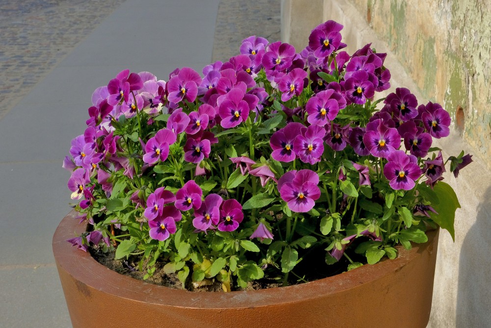 Garden Pansy