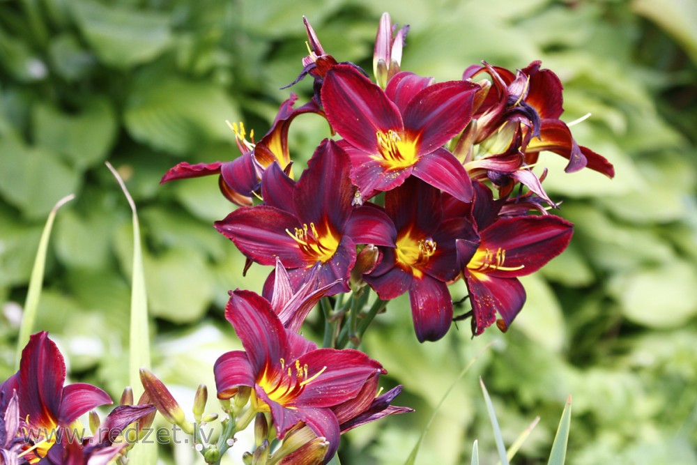 Dienziede jeb dienlilija (Hemerocallis)