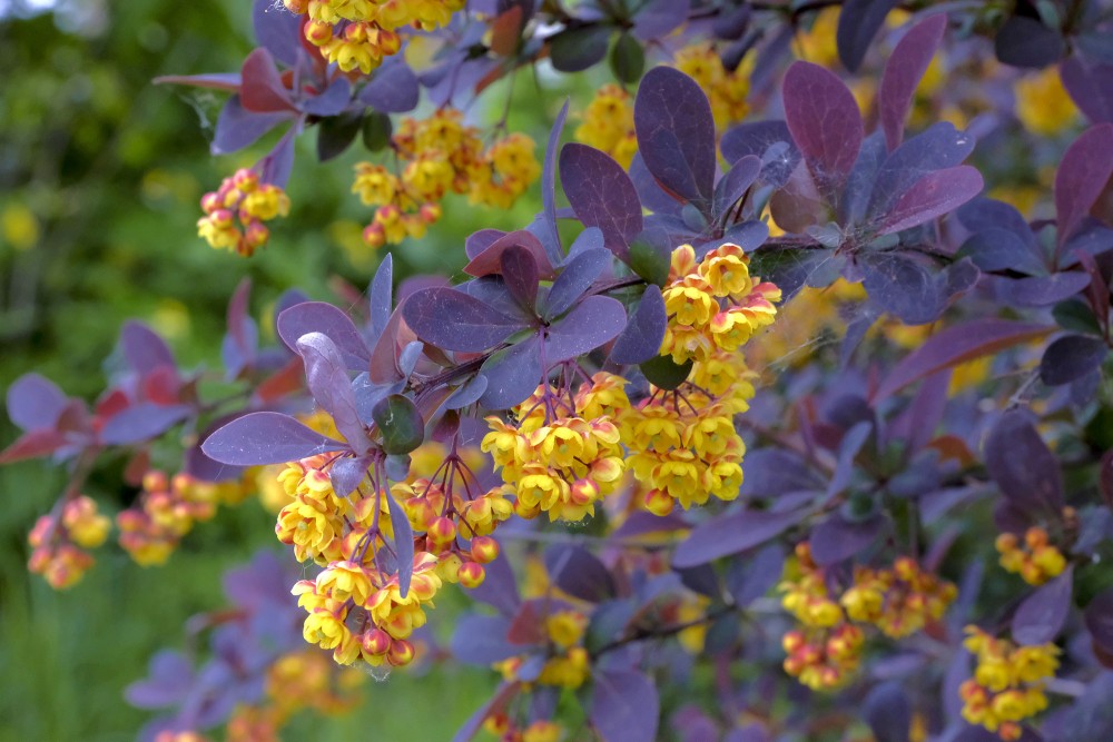 Ziedoša bārbele 'Atropurpurea' Ziedoša bārbele 'Atropurpurea'
