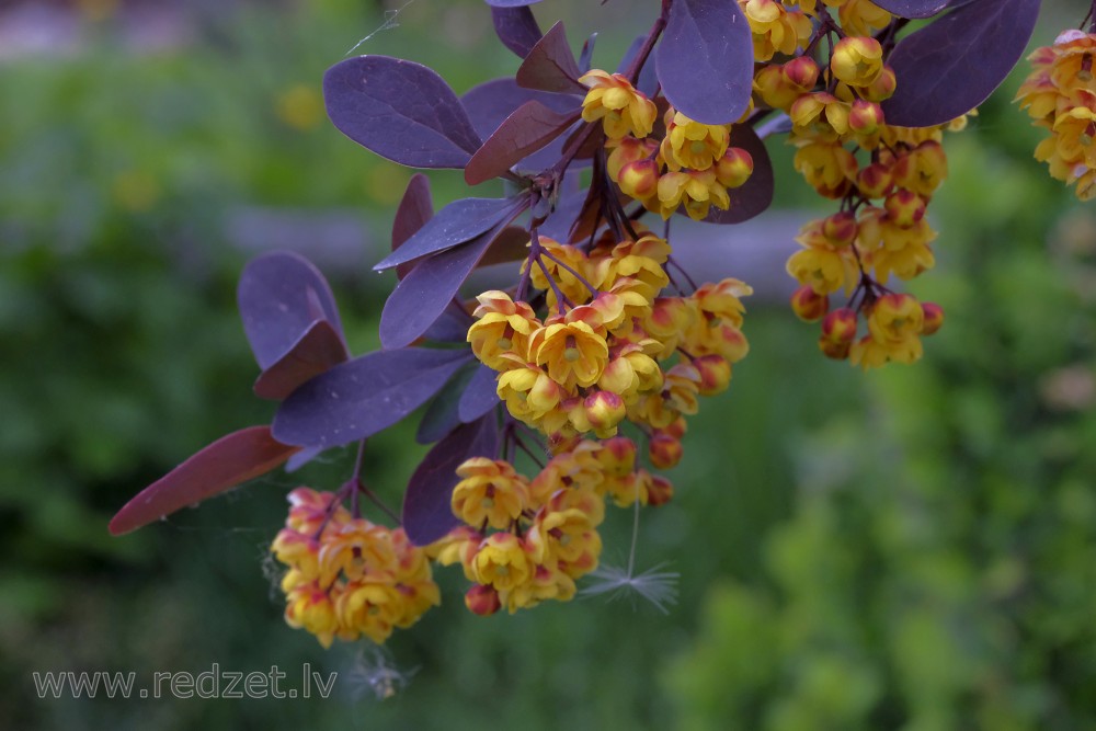 Ziedoša bārbele 'Atropurpurea'