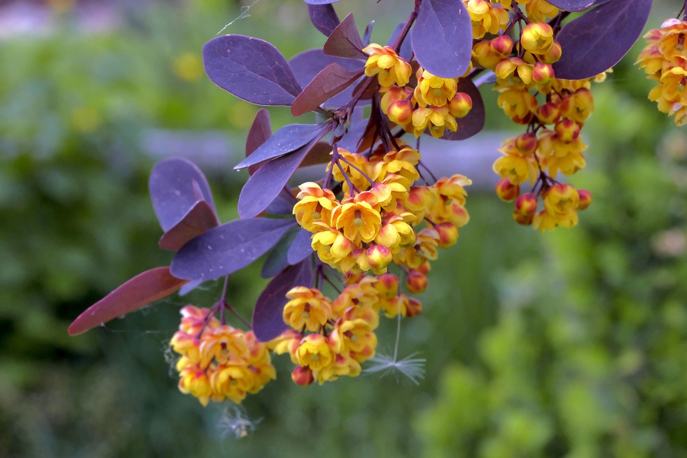 Ziedoša bārbele 'Atropurpurea'