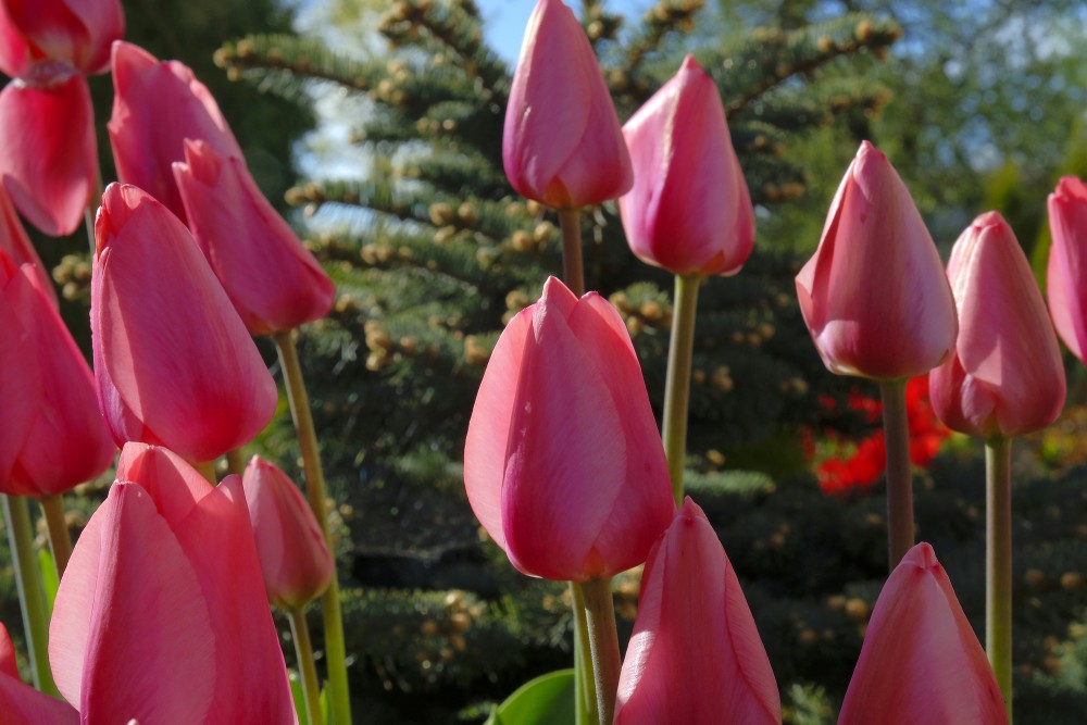 Red tulips