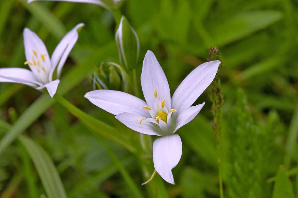 Čemuru baltstarītes ziedi Čemuru baltstarītes ziedi