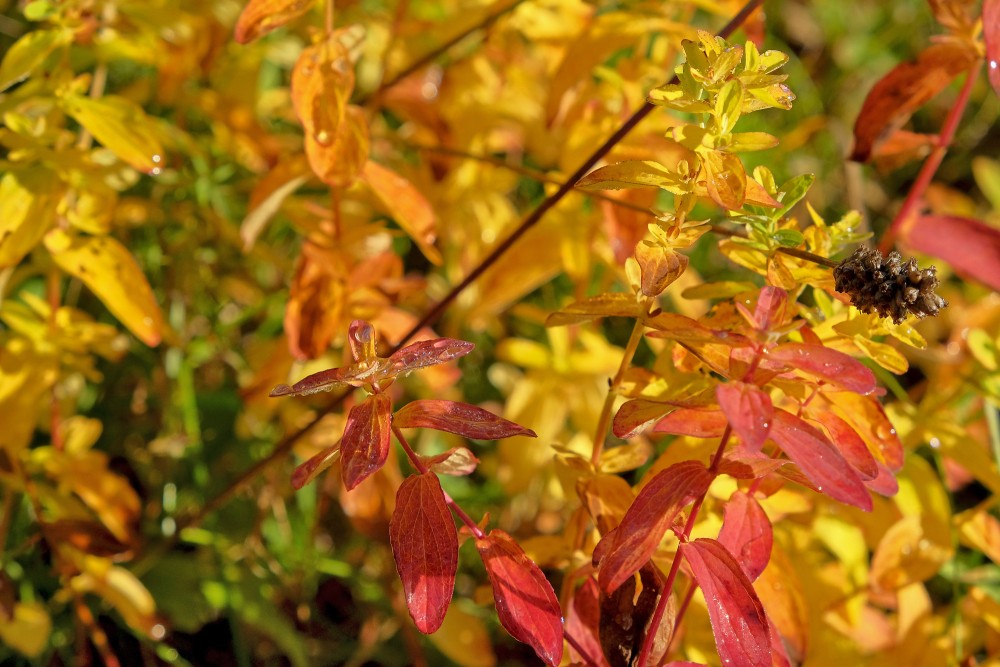 Asinszāles tuvplāns