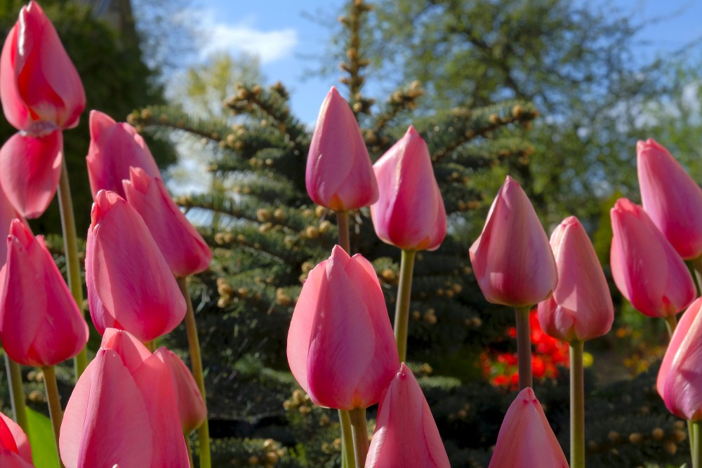 Red tulips