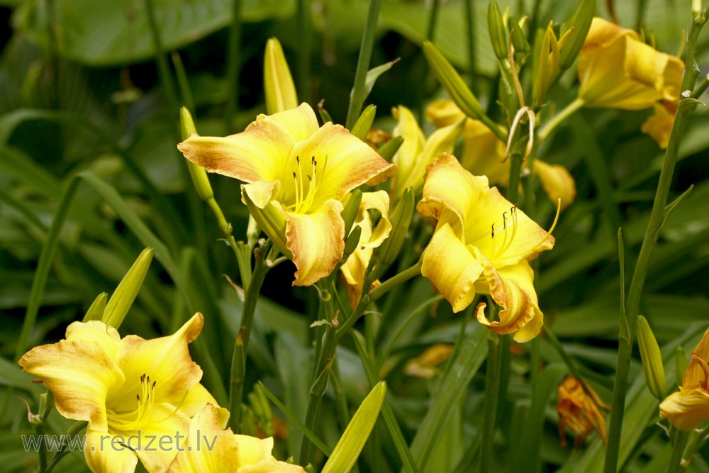 Dienziede jeb dienlilija (Hemerocallis)