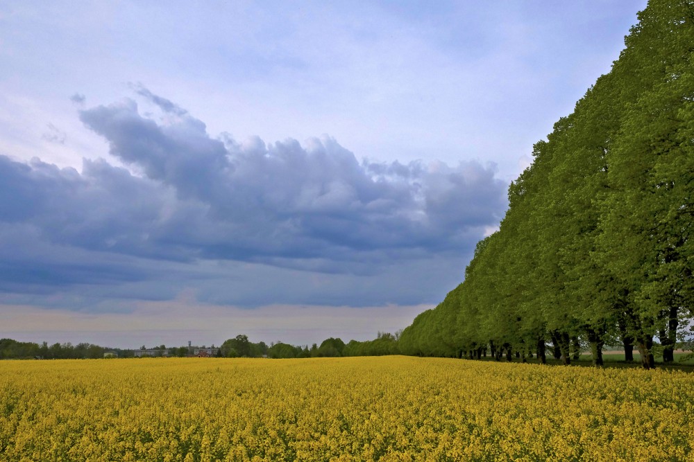 Vakara ainava ar rapšu lauku un mākoņiem