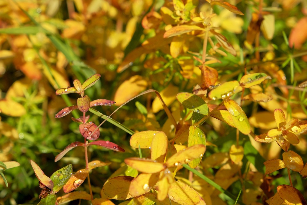 Asinszāles tuvplāns