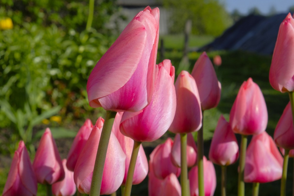 Tulips