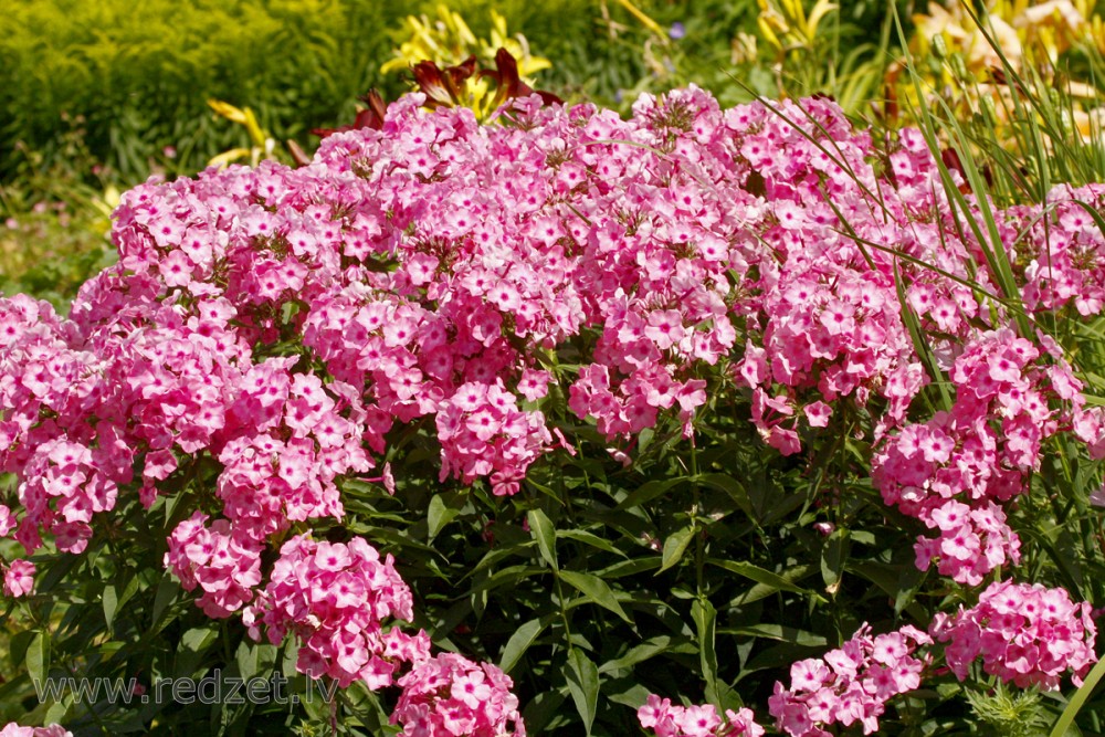 Blooming cultivar garden phlox (Phlox paniculata)