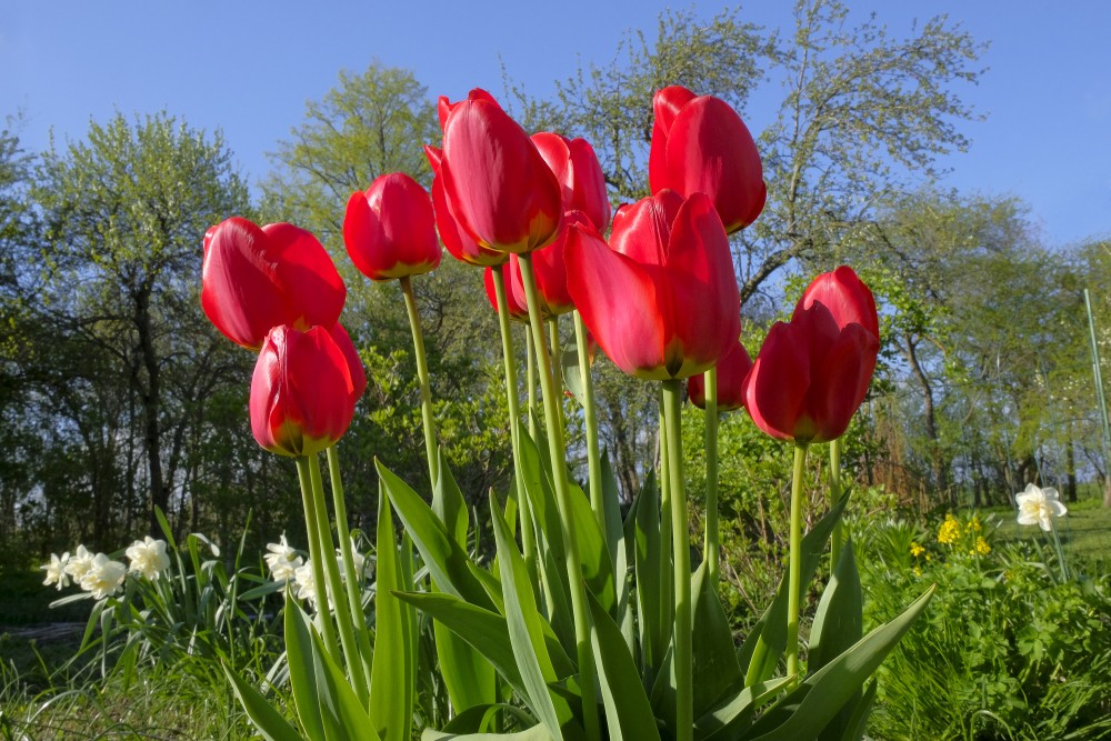 Red tulips