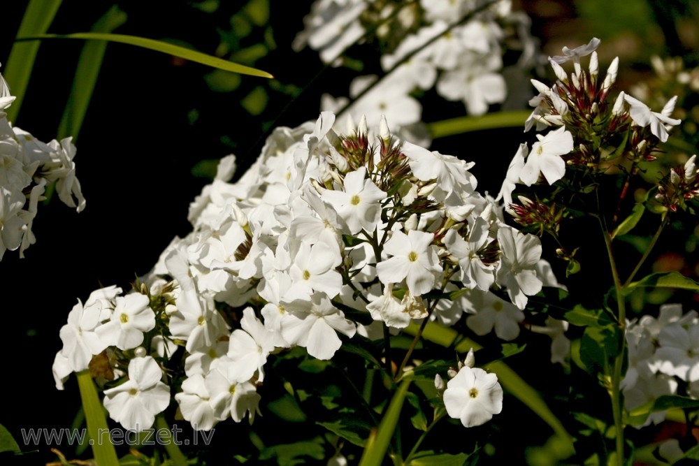 White garden phlox