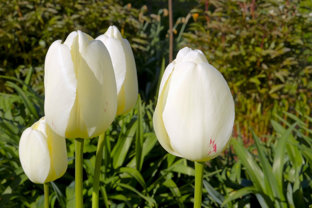 White tulips