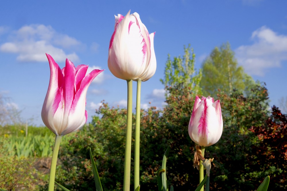 Tulips in the garden