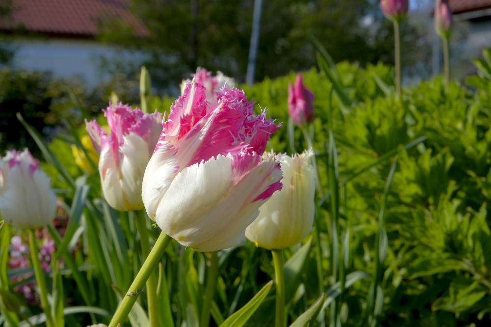 Tulips in the garden