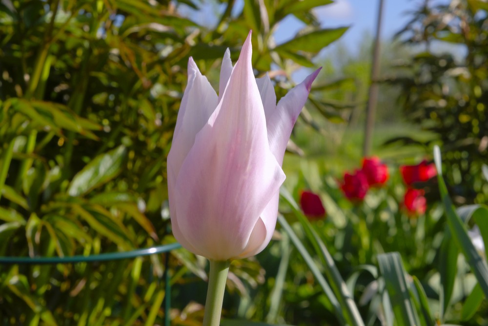 Tulip flower