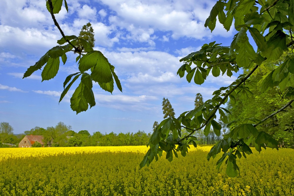 Flowering Rape Field and Horse-chestnut