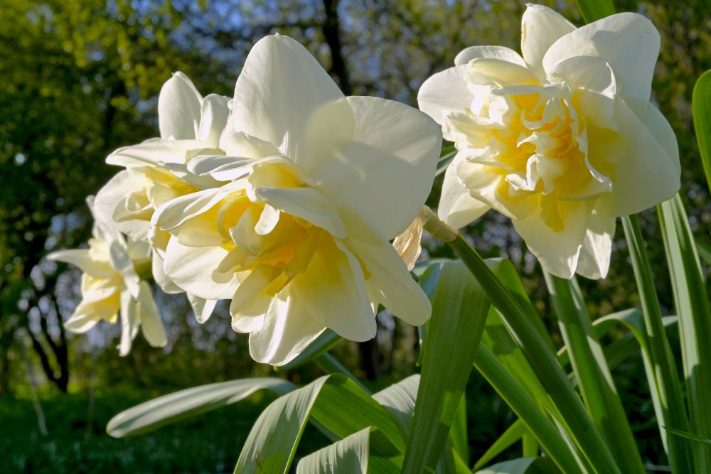 Narcissus (plant)