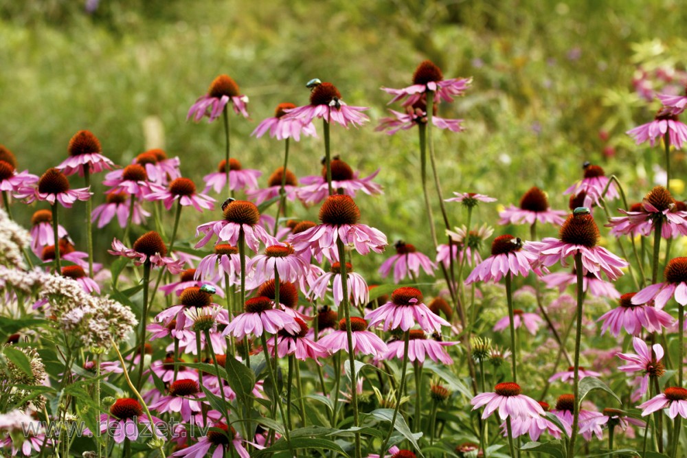 Purpursarkanā ehinācija (Echinacea purpurea) 