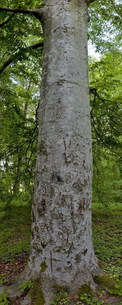 Dižskābārža koka stumbrs