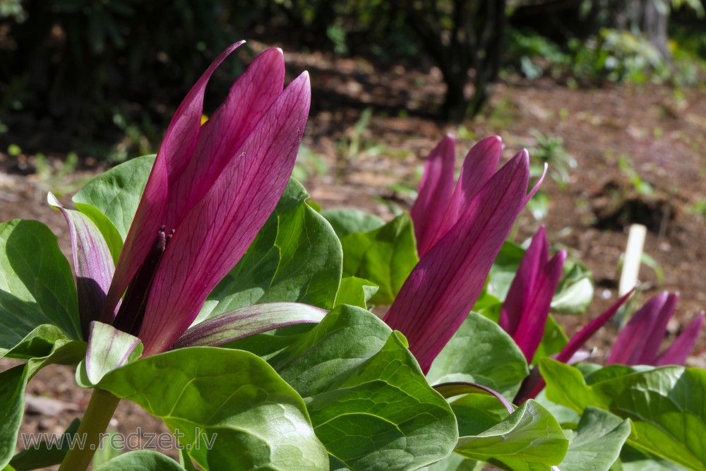 Kurabajaši mežlilijas (Trillium Kurabayashii)