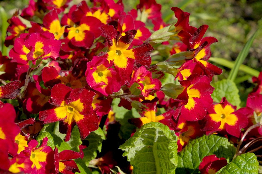 Prīmulas (Primula)