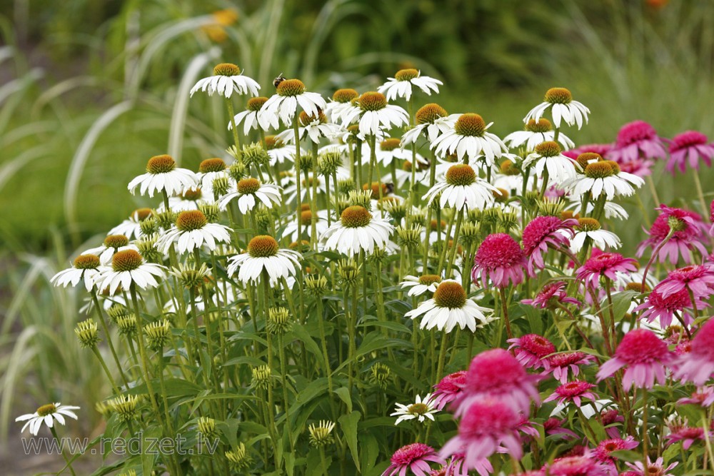 Purpursarkanā ehinācija (Echinacea purpurea)