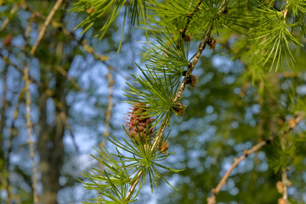Lapegles zars ar čiekuru