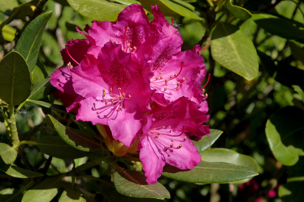 Sarkani Rododendra ziedi