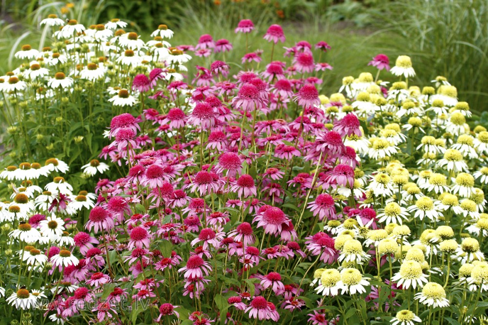 Purple coneflower