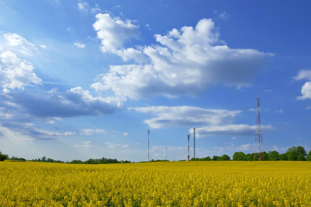 Flowering Rape Field and Cumulus Clouds