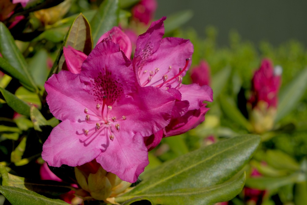 Rhododendron Flowers